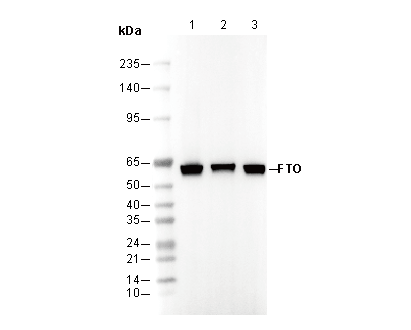 FTO Antibody