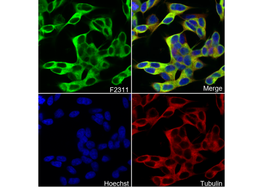 Neuron-specific β-III Tubulin Antibody