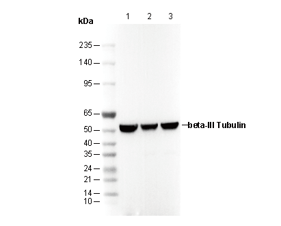 Neuron-specific β-III Tubulin Antibody