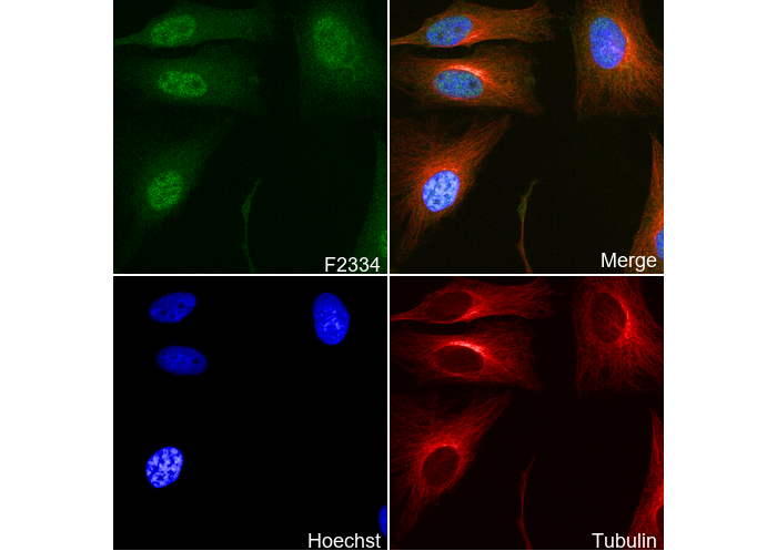 Phospho-RSK1 p90 (T359/S363) Antibody