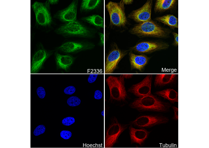 Calcium Pump PMCA4 ATPase Antibody
