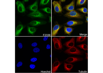Calcium Pump PMCA4 ATPase Antibody