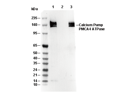 Calcium Pump PMCA4 ATPase Antibody