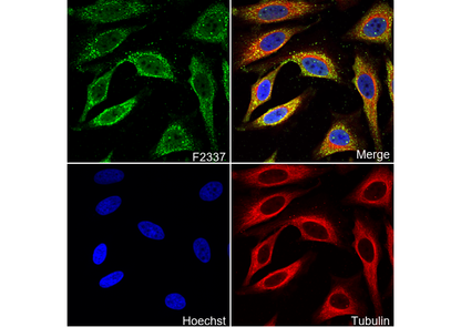 RASSF1a Antibody
