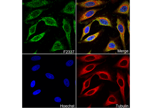 RASSF1a Antibody