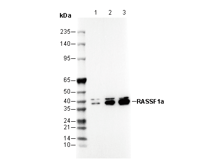 RASSF1a Antibody