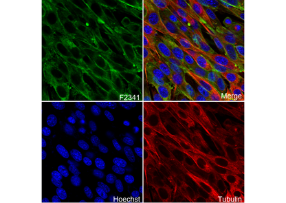 Caldesmon/CDM Antibody