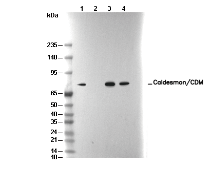 Caldesmon/CDM Antibody