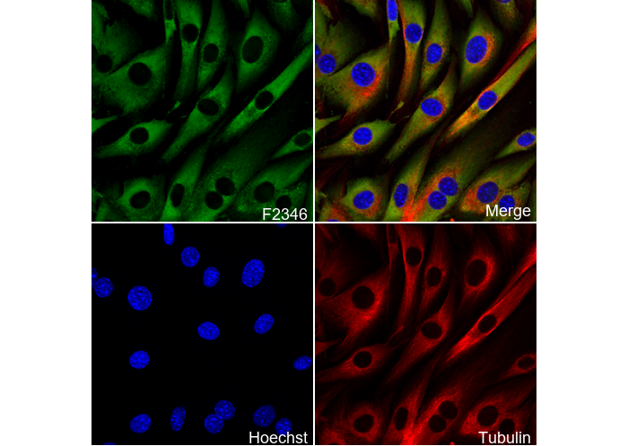 Myoglobin Antibody