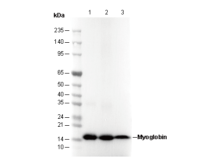 Myoglobin Antibody