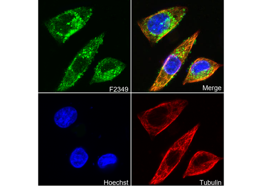 MTCO2 Antibody