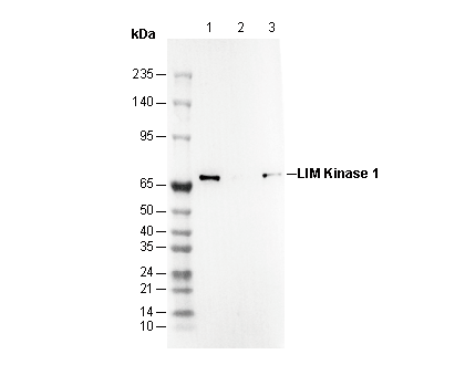 LIM Kinase 1 Antibody