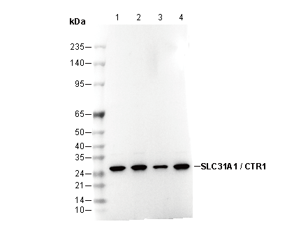 SLC31A1 / CTR1 Antibody