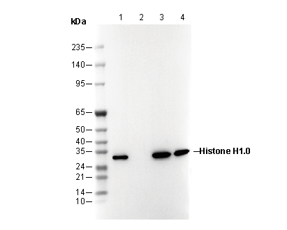 Histone H1.0 Antibody
