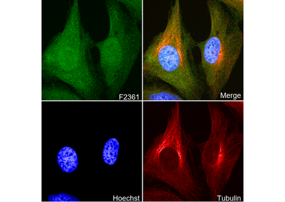 Securin Antibody