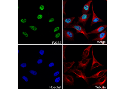 Lamin A + Lamin B1 + Lamin C Antibody