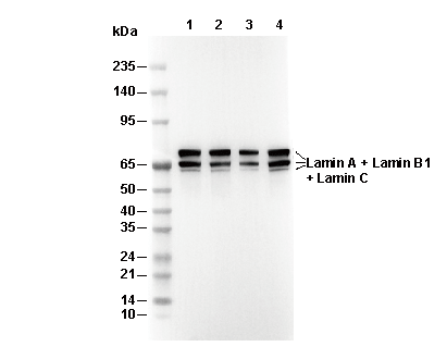 Lamin A + Lamin B1 + Lamin C Antibody
