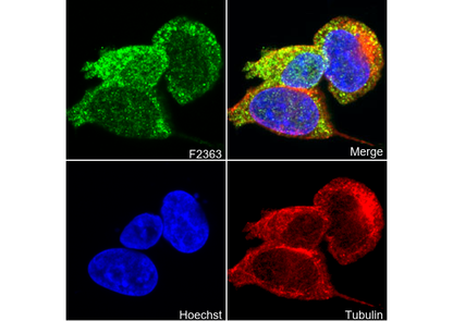 ENO1 Antibody