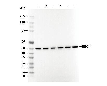 ENO1 Antibody