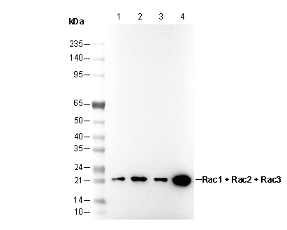 Rac1 + Rac2 + Rac3 Antibody