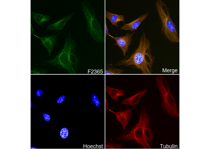 Arp3 C-terminal Antibody