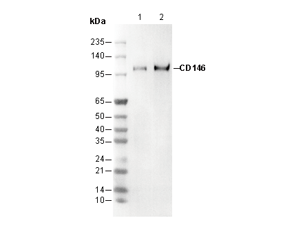 CD146 Antibody