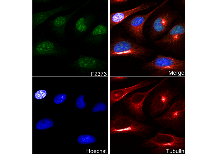 Cyclin E2 Antibody