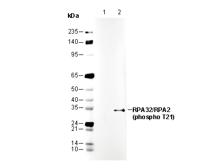 Phospho-RPA32/RPA2 (Thr21) Antibody