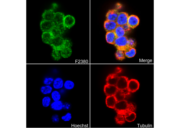 VISTA Antibody