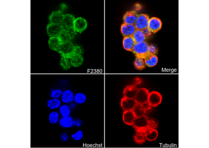 VISTA Antibody