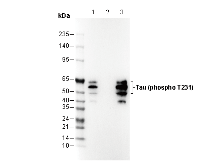 Phospho-Tau (Thr231) Antibody