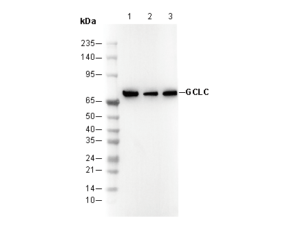 GCLC Antibody