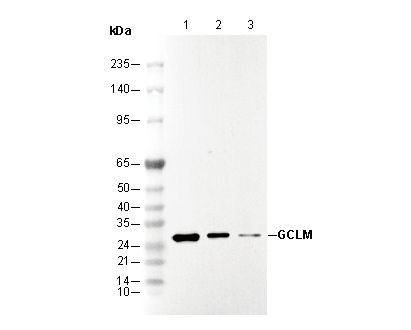 GCLM Antibody