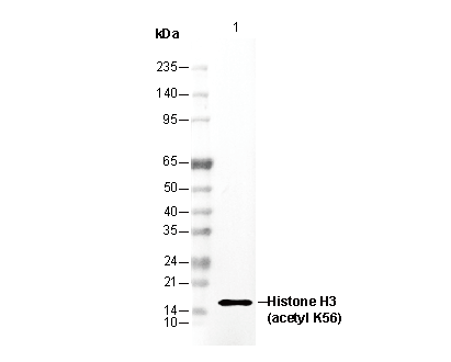 Histone H3 (acetyl Lys56) Antibody