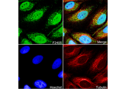 Protein CASP Antibody