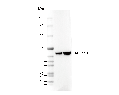ARL 13B Antibody