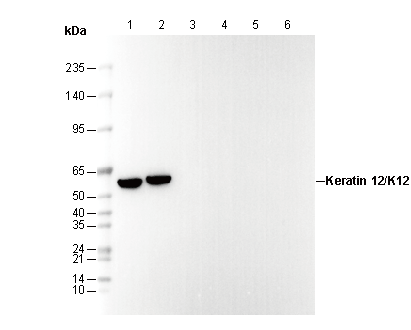 Keratin 12/K12 Antibody