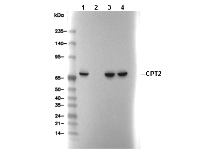 CPT2 C-terminal Antibody