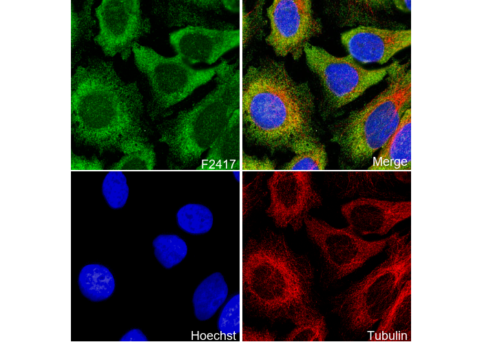 RPS10 Antibody