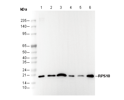 RPS10 Antibody