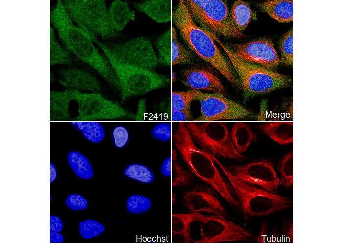 TRAF2 Antibody