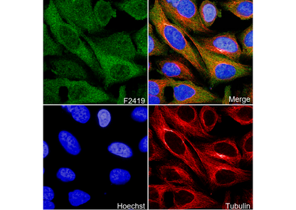 TRAF2 Antibody