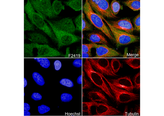 TRAF2 Antibody