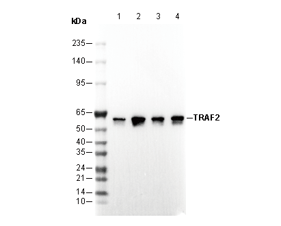 TRAF2 Antibody