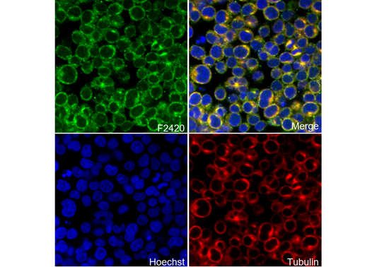CD166 Antibody