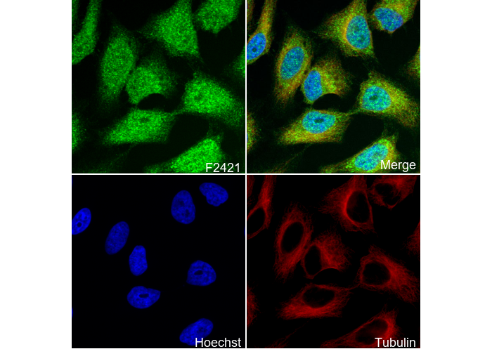 DUSP5 Antibody