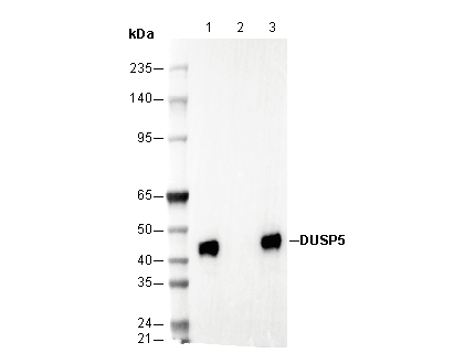 DUSP5 Antibody