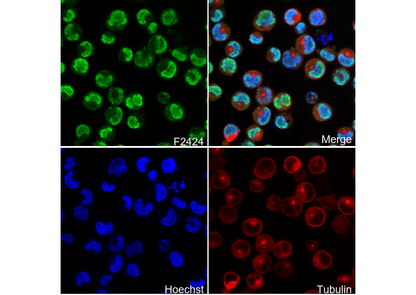 HDAC9 Antibody