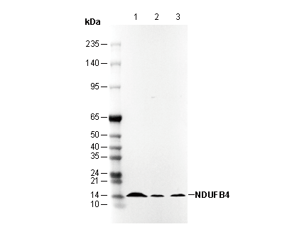 NDUFB4 Antibody