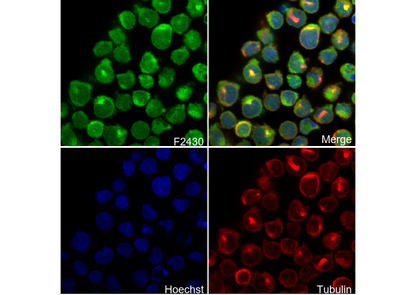 Neutrophil Elastase Antibody